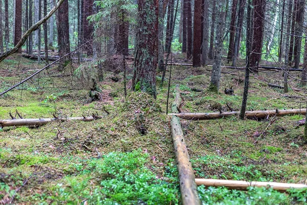 Kõdusoostunud metsaalune rohke lamapuiduga Kikepera looduskaitsealal. Foto: Katre Liiv