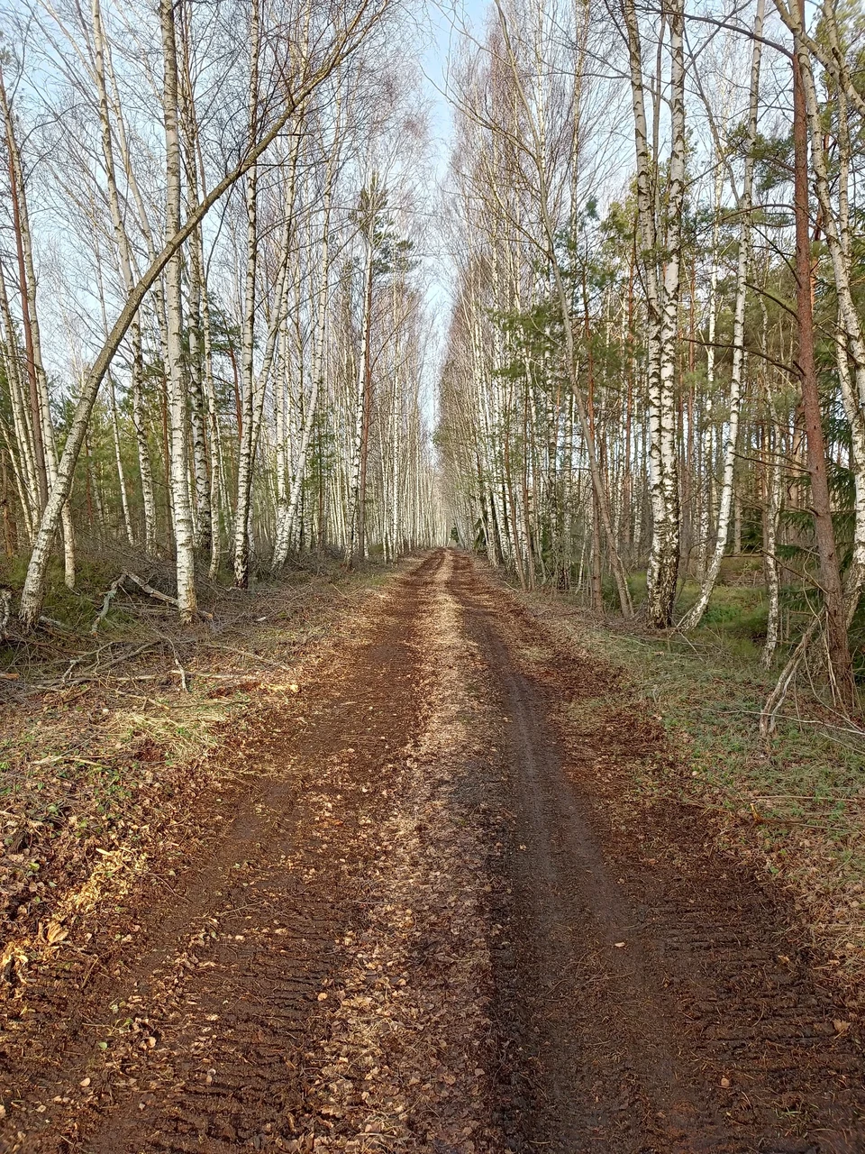 Lavassaare jalutusrada. Foto: Mati Kass