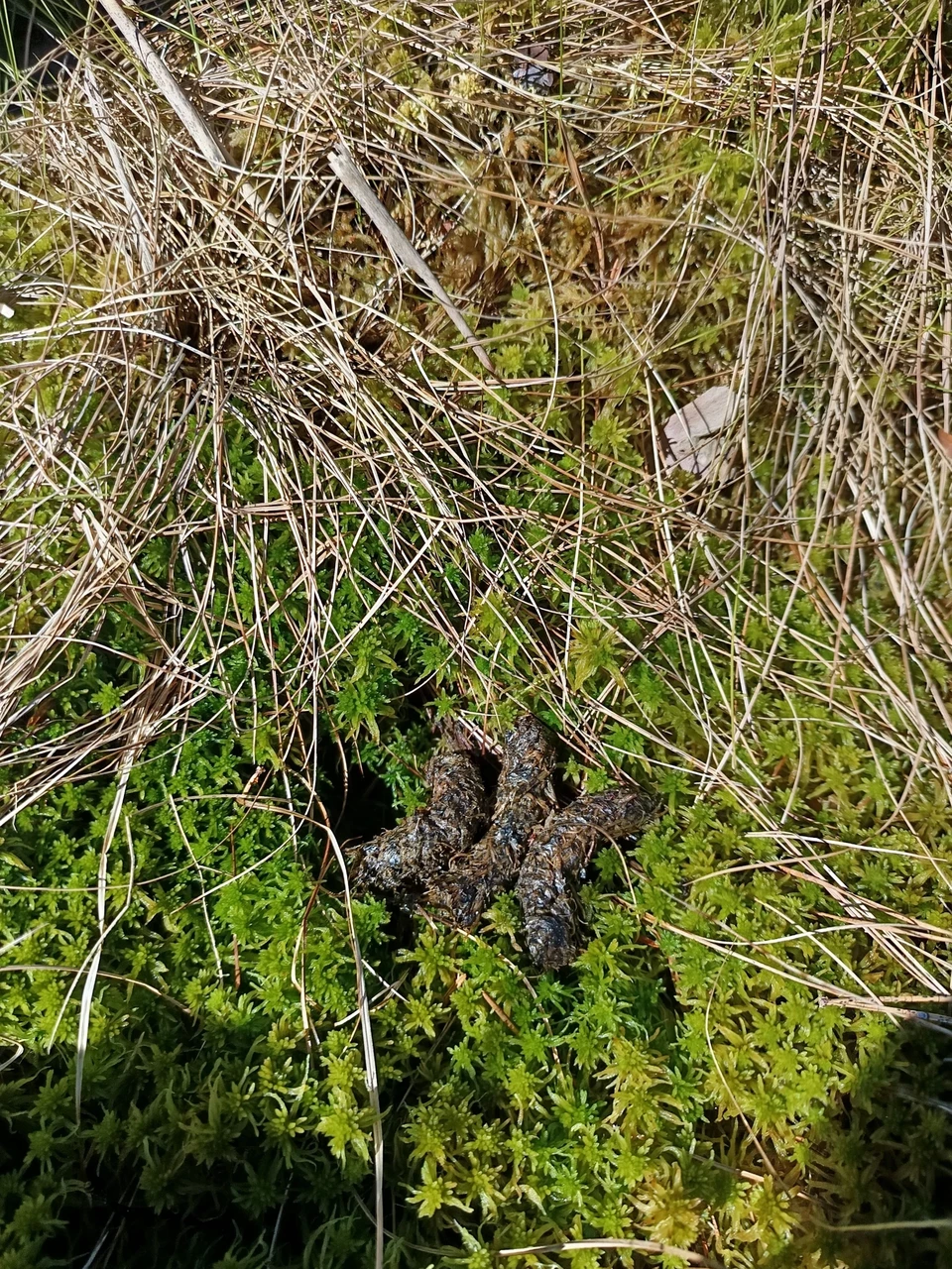 Metsisekuke kevadised pabulad kinnipandud kraavi kohal