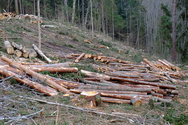 Raied Haanja looduspargis, mis on ühtlasi Natura 2000 ala. Foto Liis Kuresoo