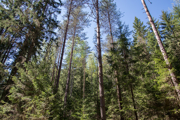 Nn üleküpsenud mets, mis täidab jätkuvalt väga olulisi funktsioone. Foto: M. Kats