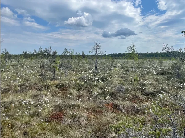 Kuresoo raba taastamisala