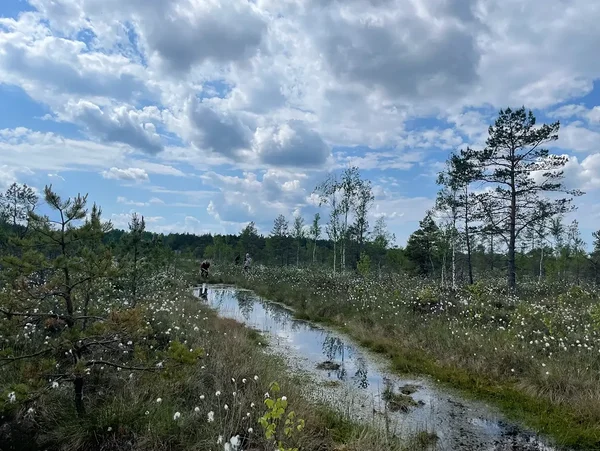 Kinnipandud kraav Kuresoos. Taamal paistab turbapais.