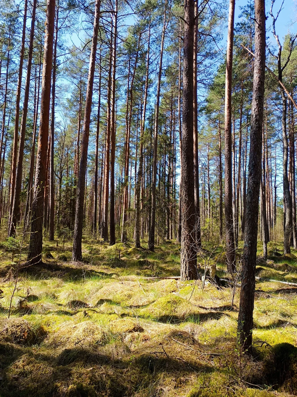 Taastatud veereziimiga männik