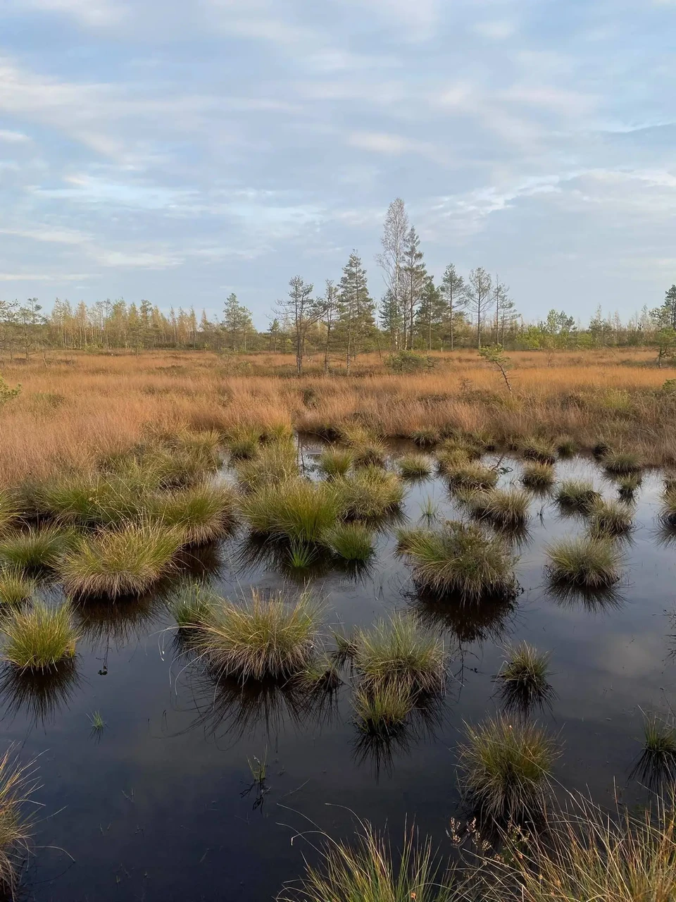 Umbes selline (aga märksa kuivem) nägi suur osa kuivendatud alast välja enne taastamistöid. 