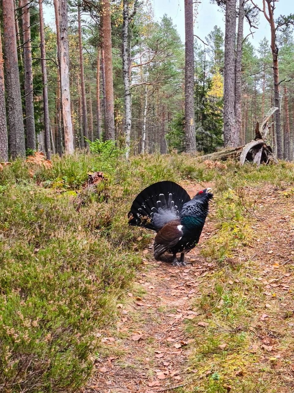 Tervitus metsiselt, kes jäi ühe külastaja poolt tehtud fotole.  