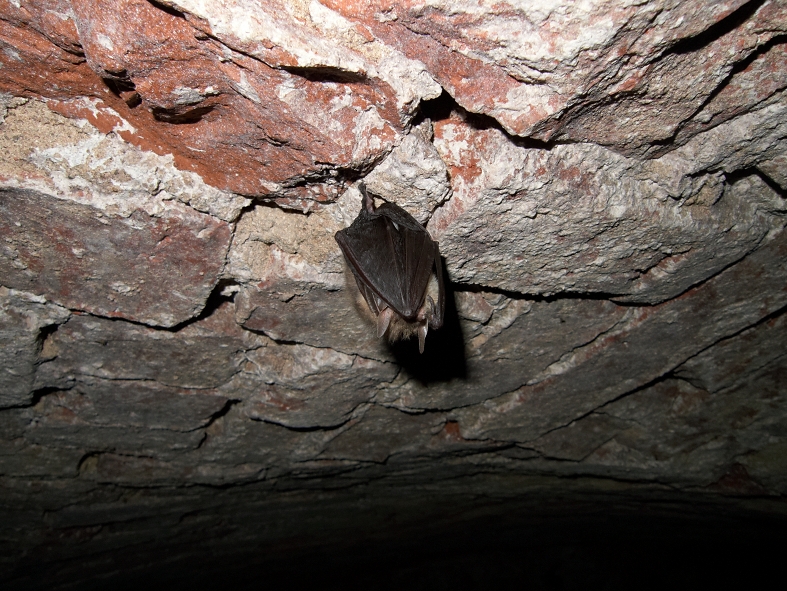 Pruun-suurkõrv (Plecotus auritus) keldri laes talvitamas. Autor: Lauri Lutsar
