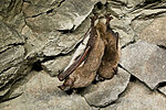 Vasakult - Tiigilendlane (Myotis dasycneme) ja veelendlane (Myotis daubentonii). Autor: Lennart Lennuk