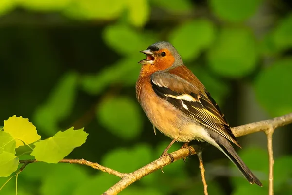 Ka pangametsas võib kohata metsvinti. Foto: Karl Adami