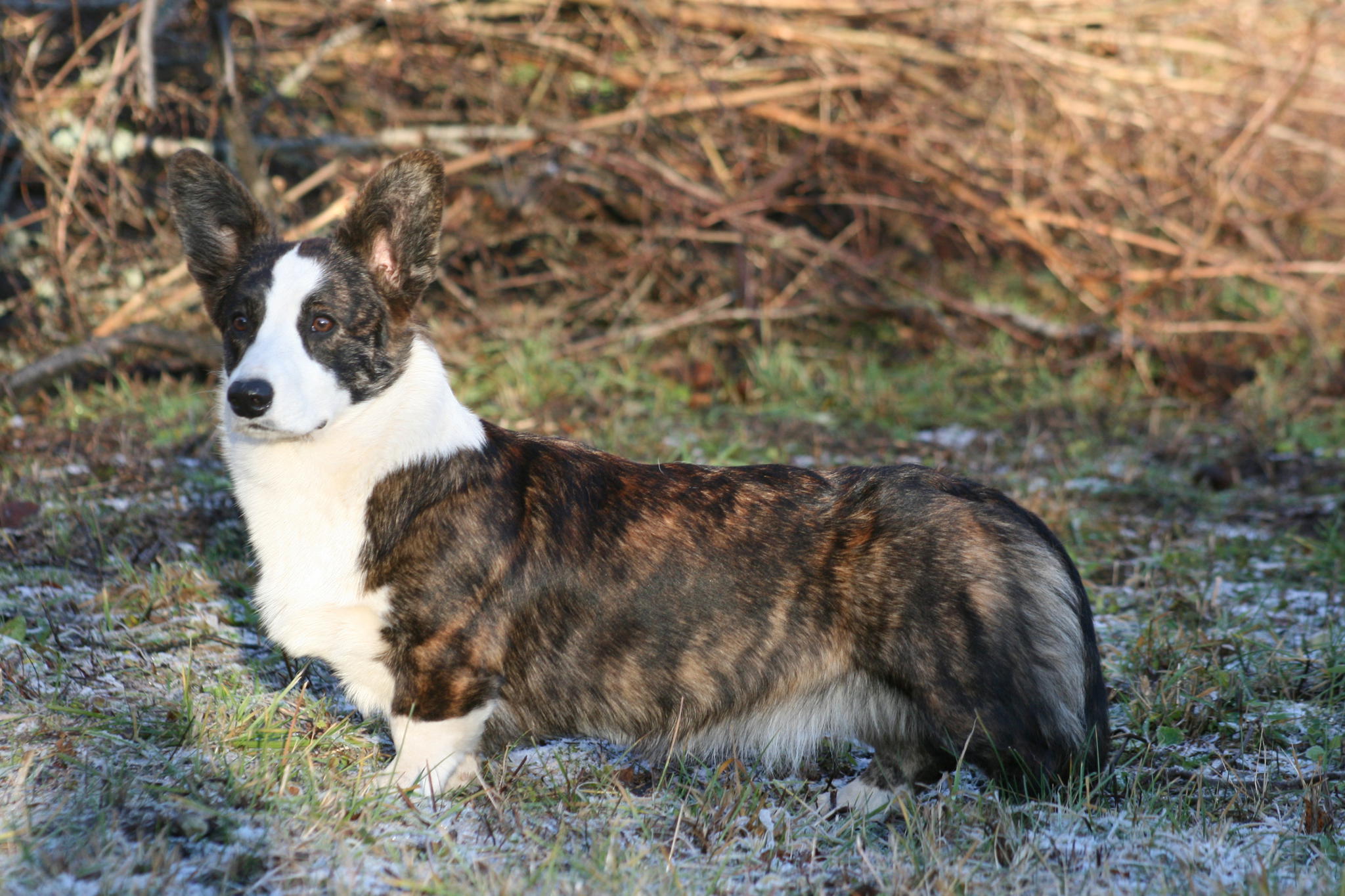 Home page [www.corgi.ee]