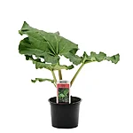 618387 1432 roliny 1