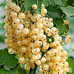 Ribes rubrum witte parel 8718564120332