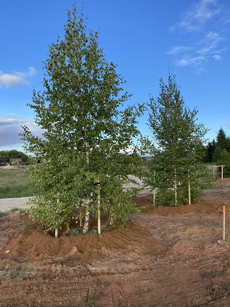 5m harilike kaskede istutus