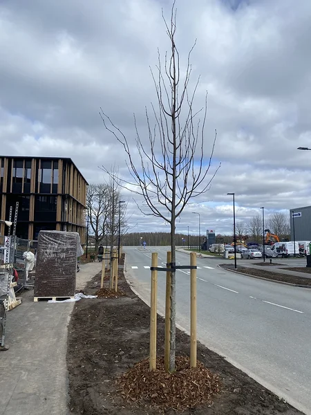 4m Lääne pärnade allee istutus