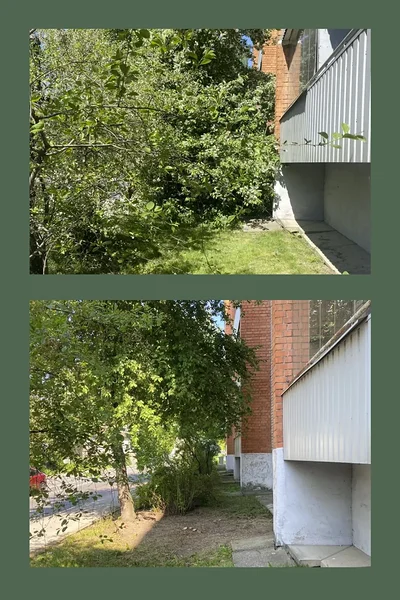 Vabakujulise sireliheki tugev noorenduslõikus