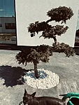 Bonsai istutus