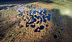 estonians bog