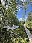 Wild swimming Estonia bog