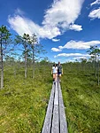 bog wild swimming