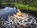 Wild swimming Estonian bog