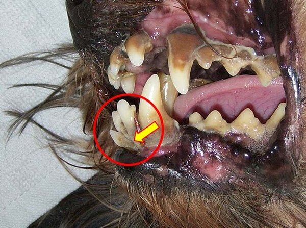 This dog's incisors were attacked by periodontitis, leaving the roots exposed (yellow arrow). The teeth are now beyond repair and will need to be extracted by the vet.(Image modified from Wikimedia Commons)