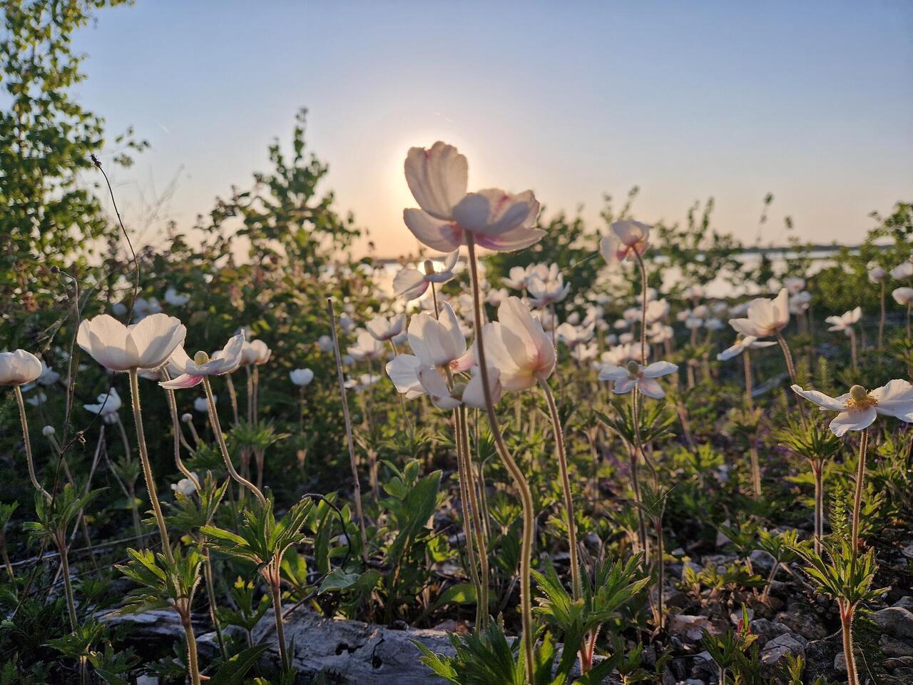 anemoonid mereääres