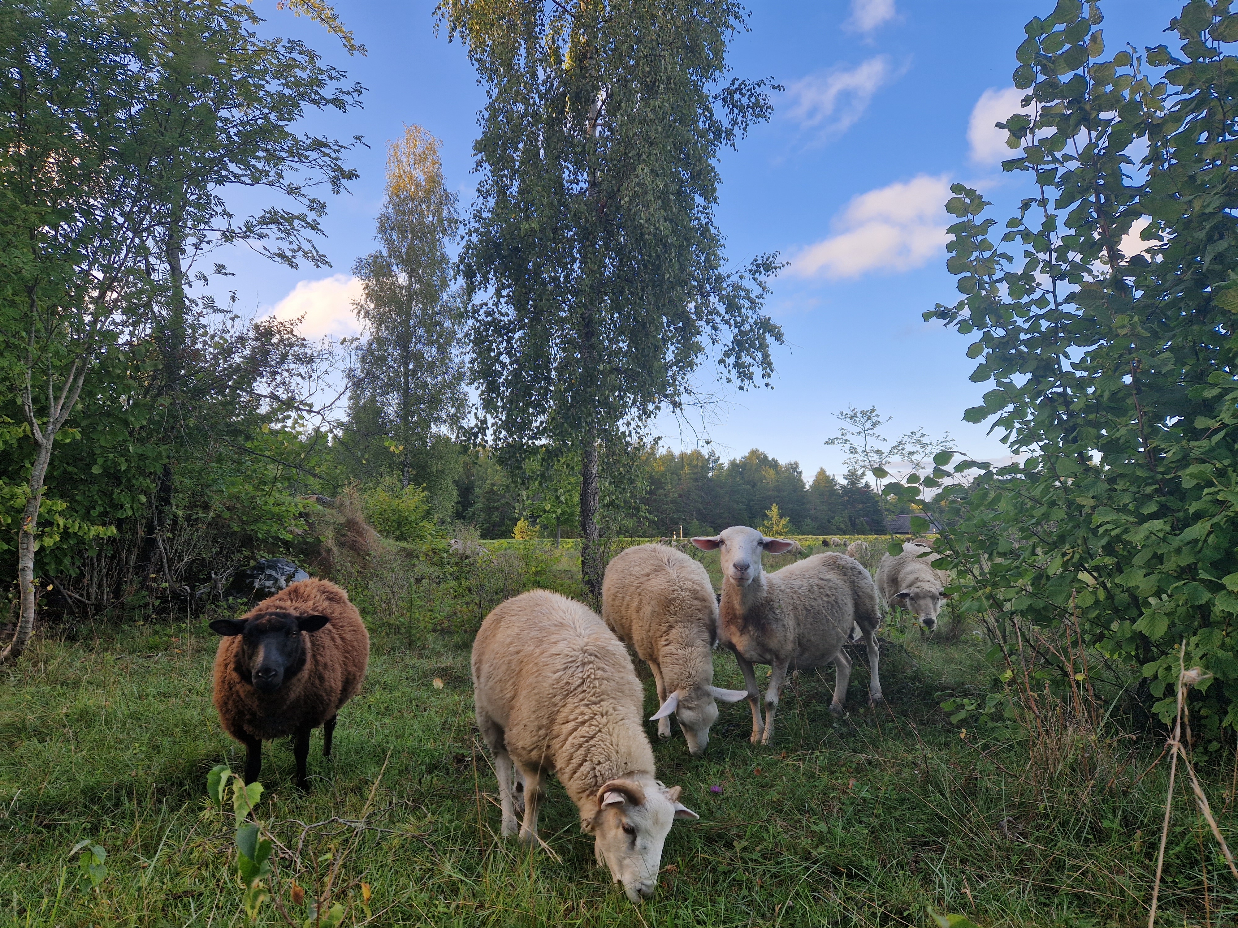 lambad Sarve poolsaarel Hiiumaal