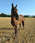 Amatsoonia TB