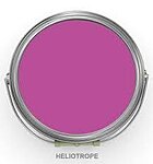 Heliotrope