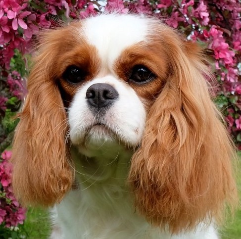 "FRIEDA"
