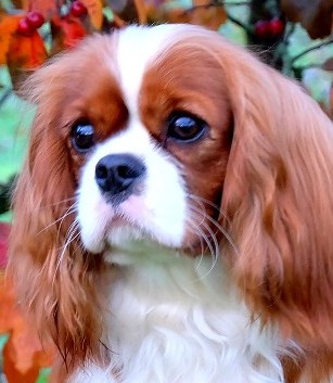 "LILY"