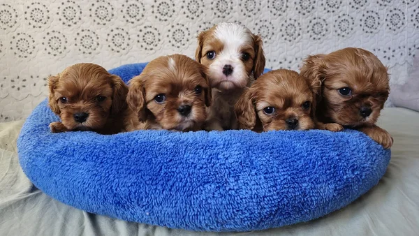 Z-pesakond 5 nädalane