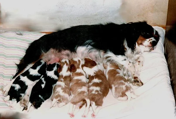 Kennel "Helandros" esimene pesakond