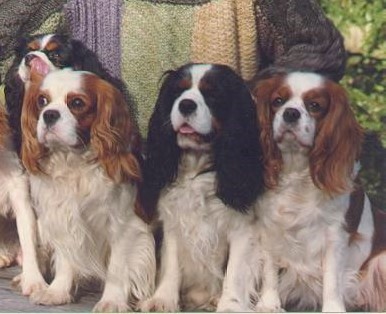 Alice (taga), Dandy, Timmu , Annabell