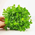 Pea salad microgreens