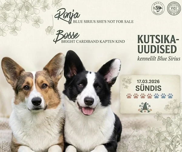 Welsh Corgi Cardigan KUTSIKAD