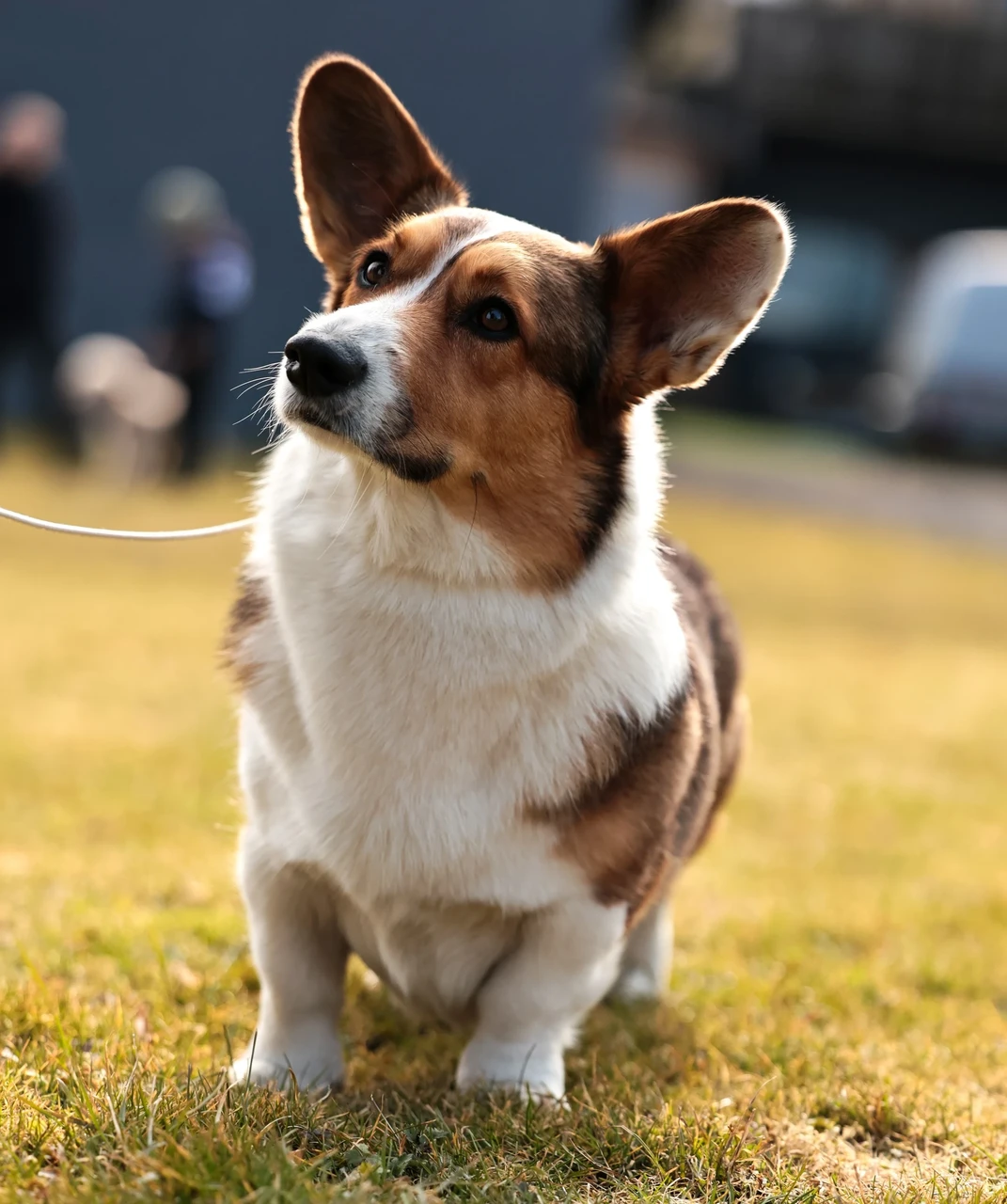 BRIGHT CARDIBAND KAPTEN KIND aka Bosse