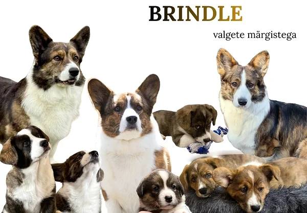 Welsh corgi, brindle