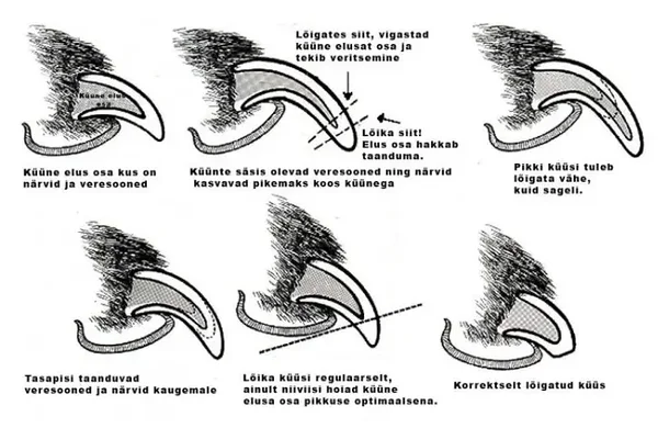 Küüntehooldus