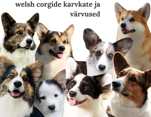 Welsh corgide värvused