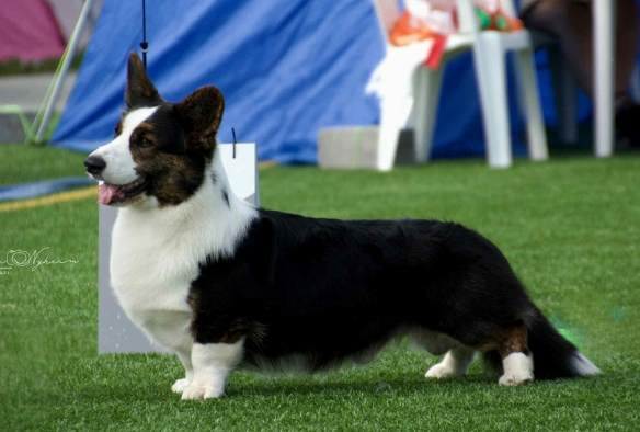 BRIGHT CARDIBAND KEN I WAITED FOR aka Kenny