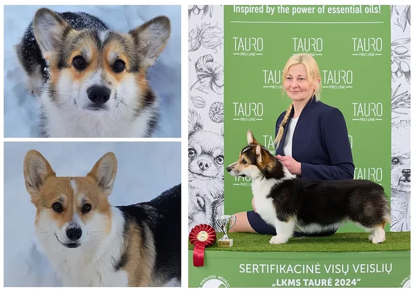 kennel Mileedreams