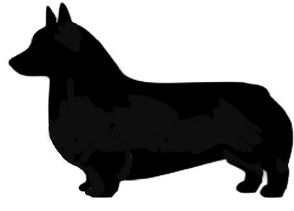 Welsh corgi pembroke
