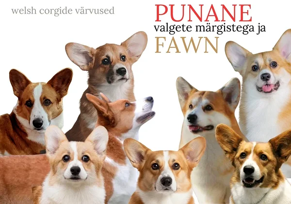Welsh corgi, punane