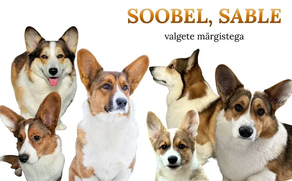 Welsh corgi, soobel