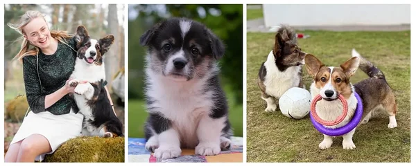 Welsh corgi cardigan, welsh corgi pembroke