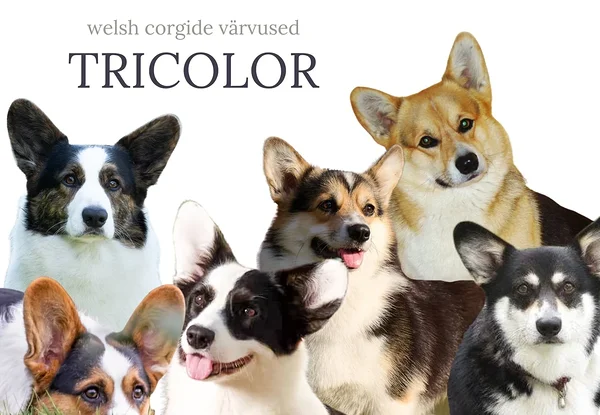 Welsh corgi, tricolor