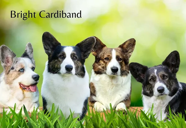 Bright Cardiband