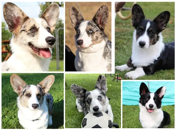 kennel Blue Sirius