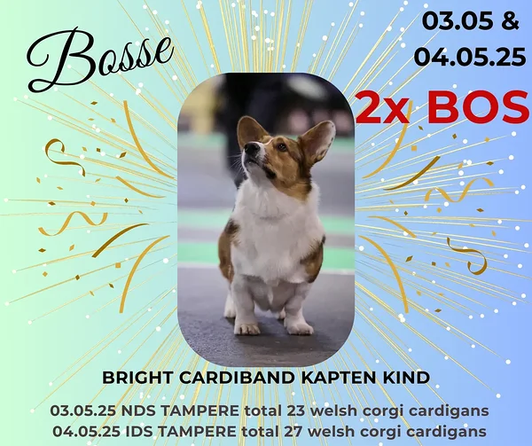 BRIGHT CARDIBAND KAPTEN KIND